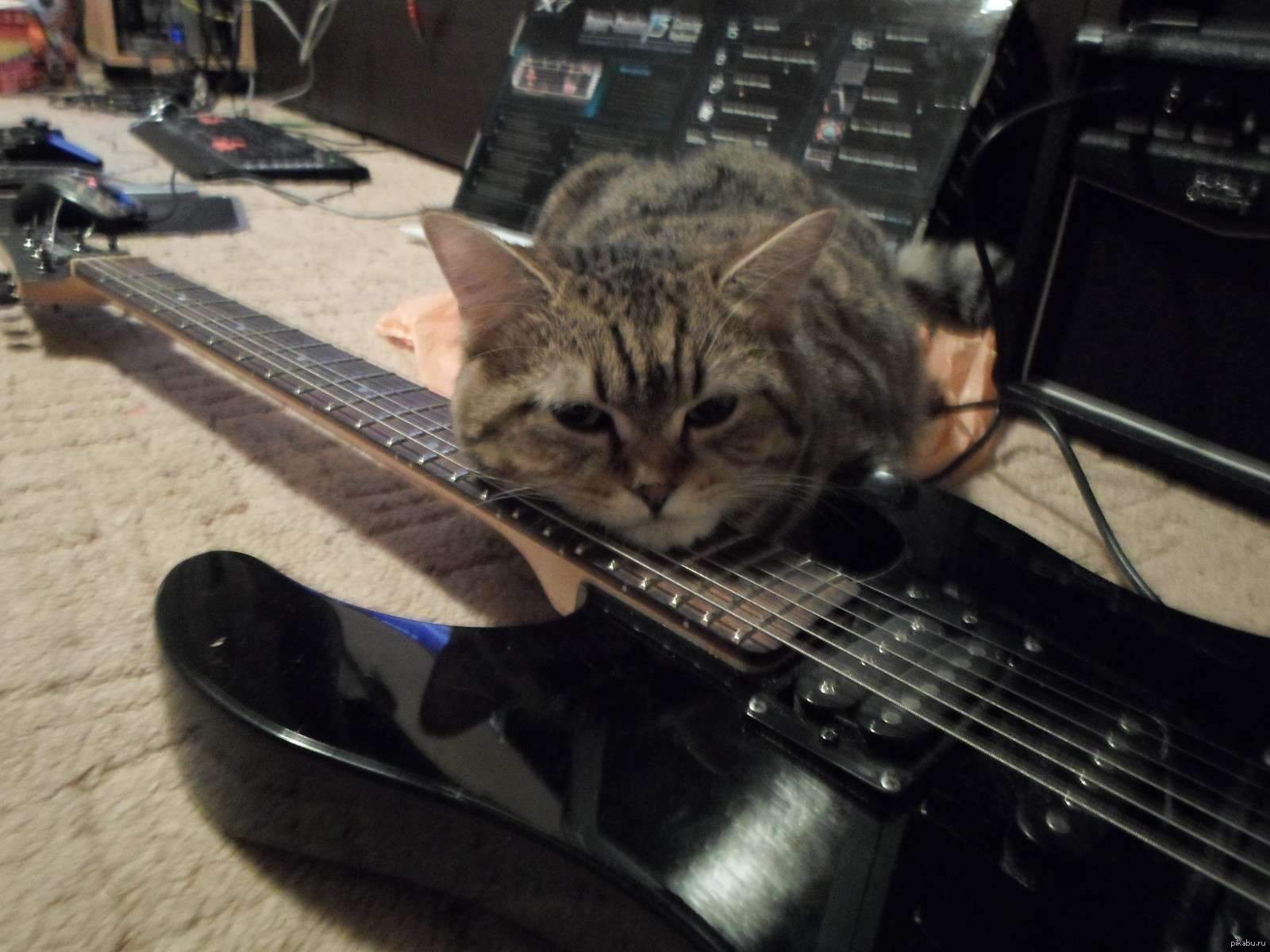 Котенок на гитаре без смс